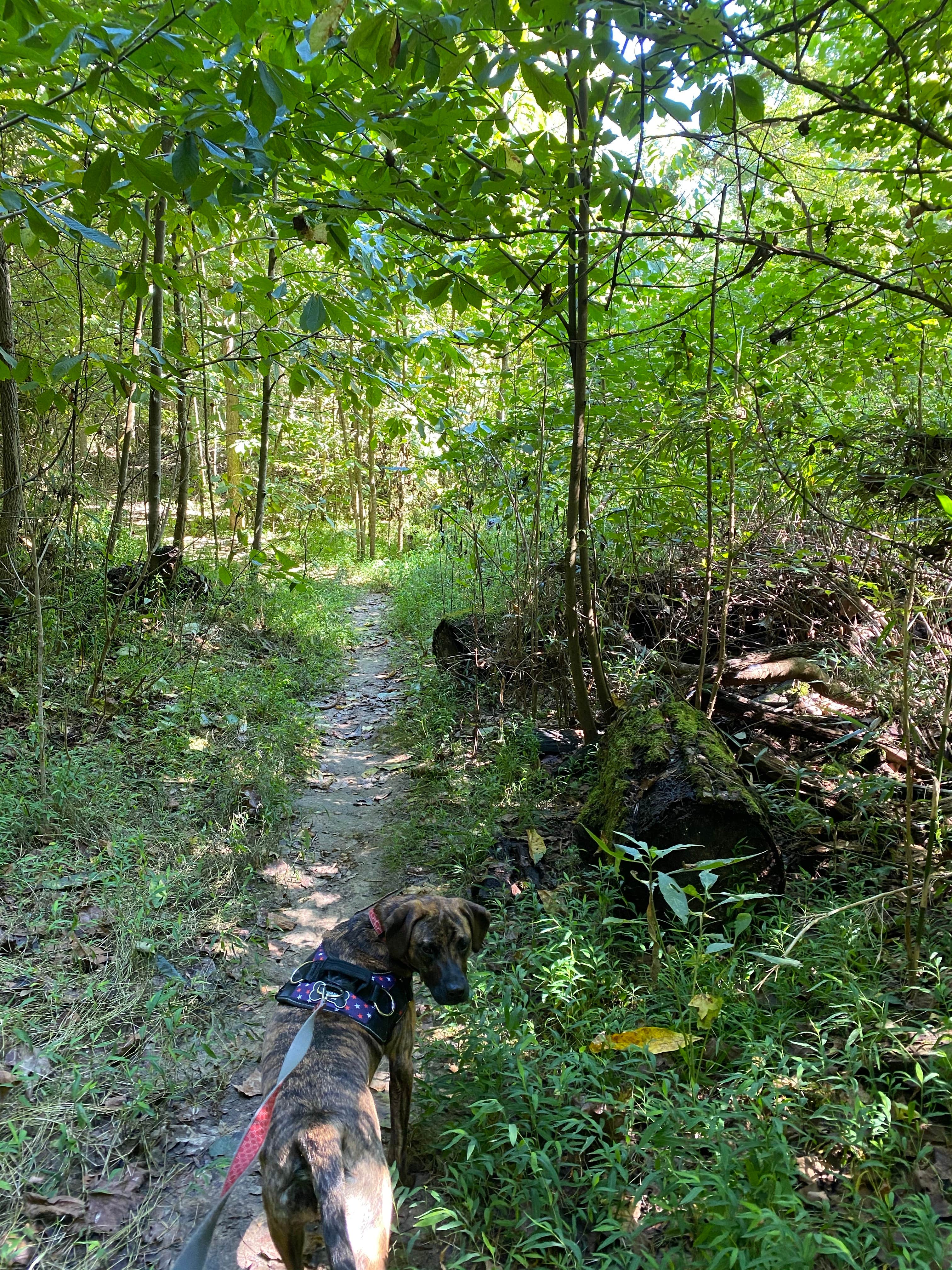Laura G.'s photo of camping with pets at Village Creek State Park Campground near Southaven, MS