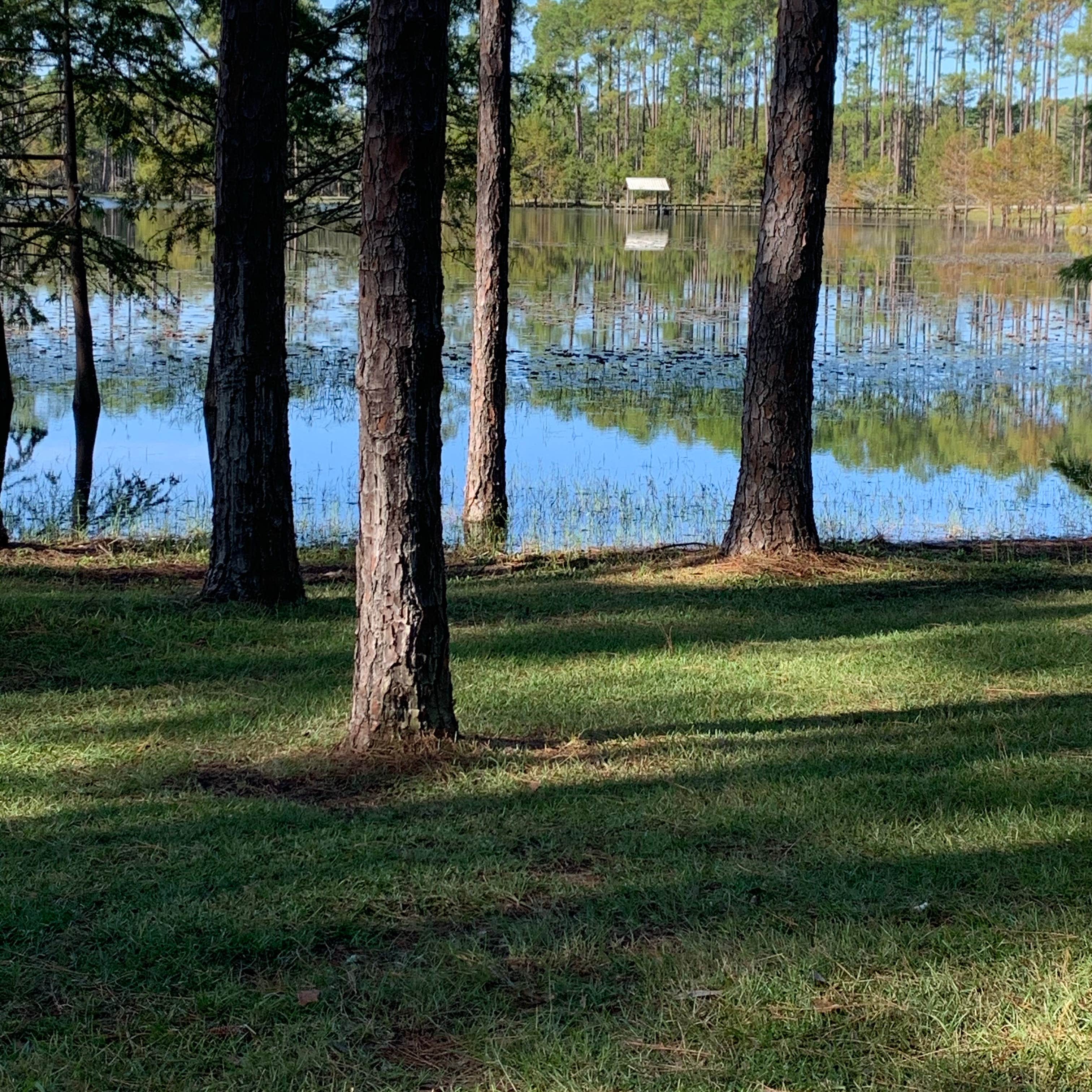 Sand Pond Campground - Pine Log State Forest Camping | The Dyrt