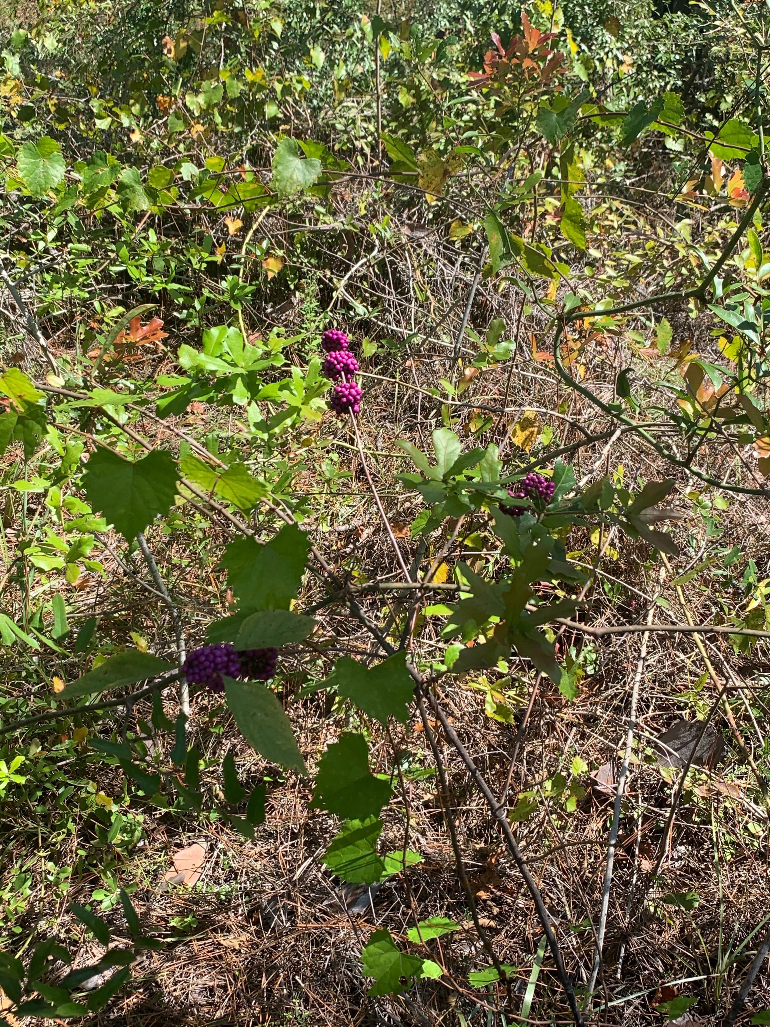 Camper-submitted photo at Sand Pond Campground — Pine Log State Forest near Mexico Beach, FL