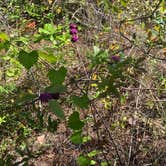 Review photo of Sand Pond Campground - Pine Log State Forest by Jennifer D., October 10, 2020