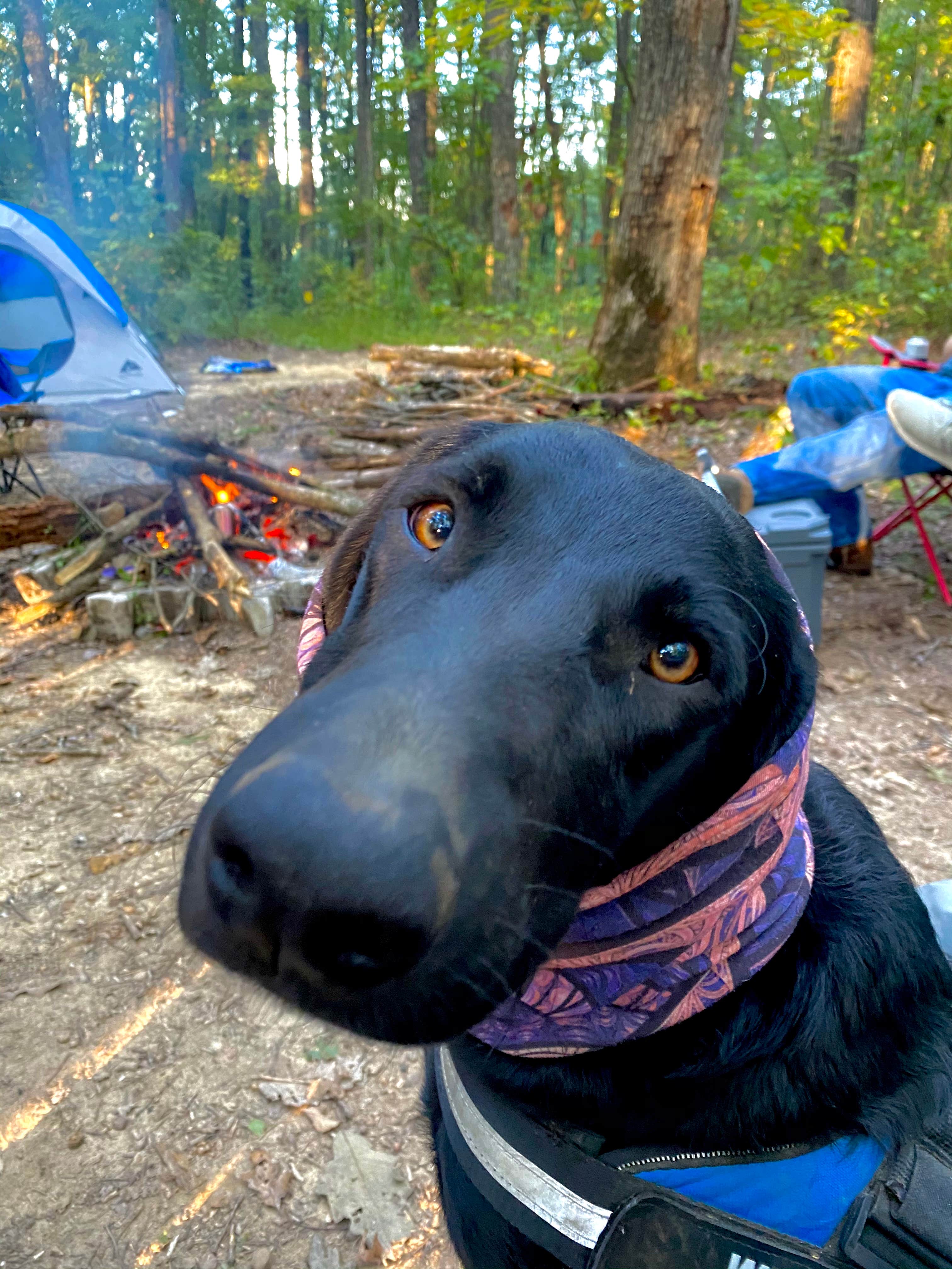 Wayne H.'s photo of camping with pets at S-Tree Campground near Richmond, KY