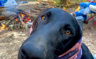 Wayne H.'s photo of camping with pets at S-Tree Campground near Stanford, KY