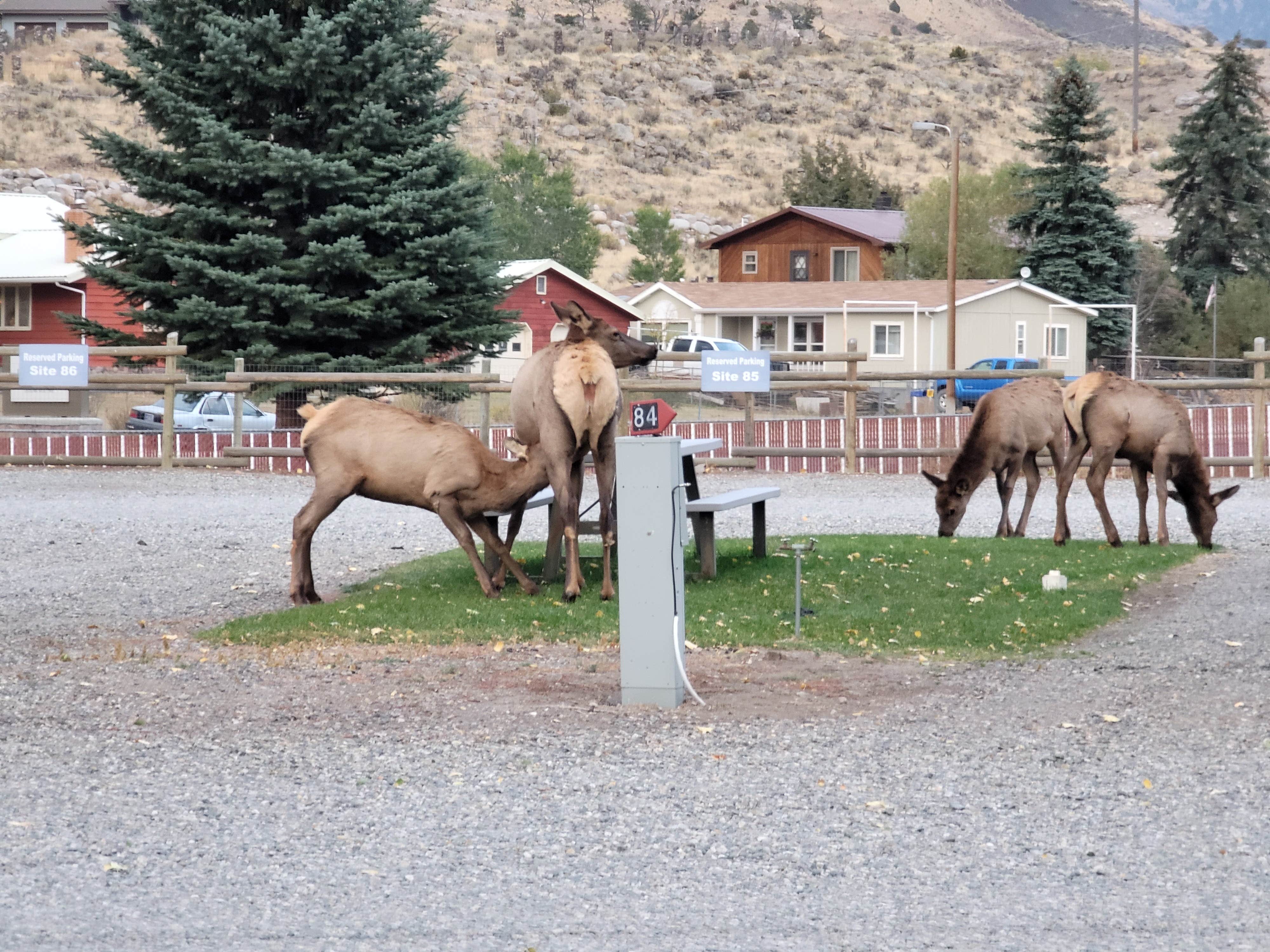 Camper submitted image from Sun Outdoors Yellowstone North - 4