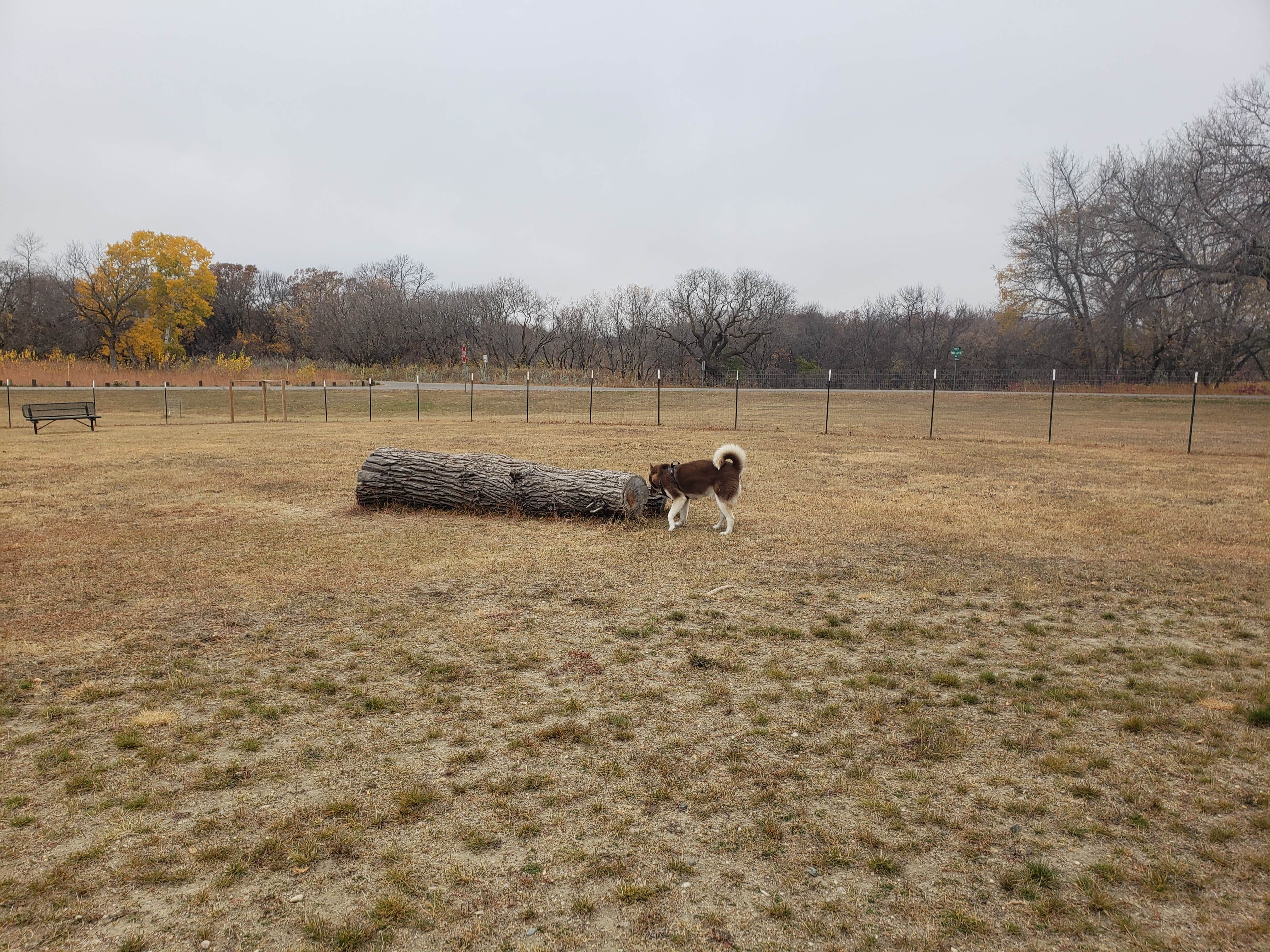 Chris A.'s photo of camping with pets at Turtle River State Park Campground in North Dakota