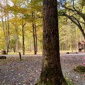 Review photo of Holly River State Park Campground by Cassia  M., October 11, 2020