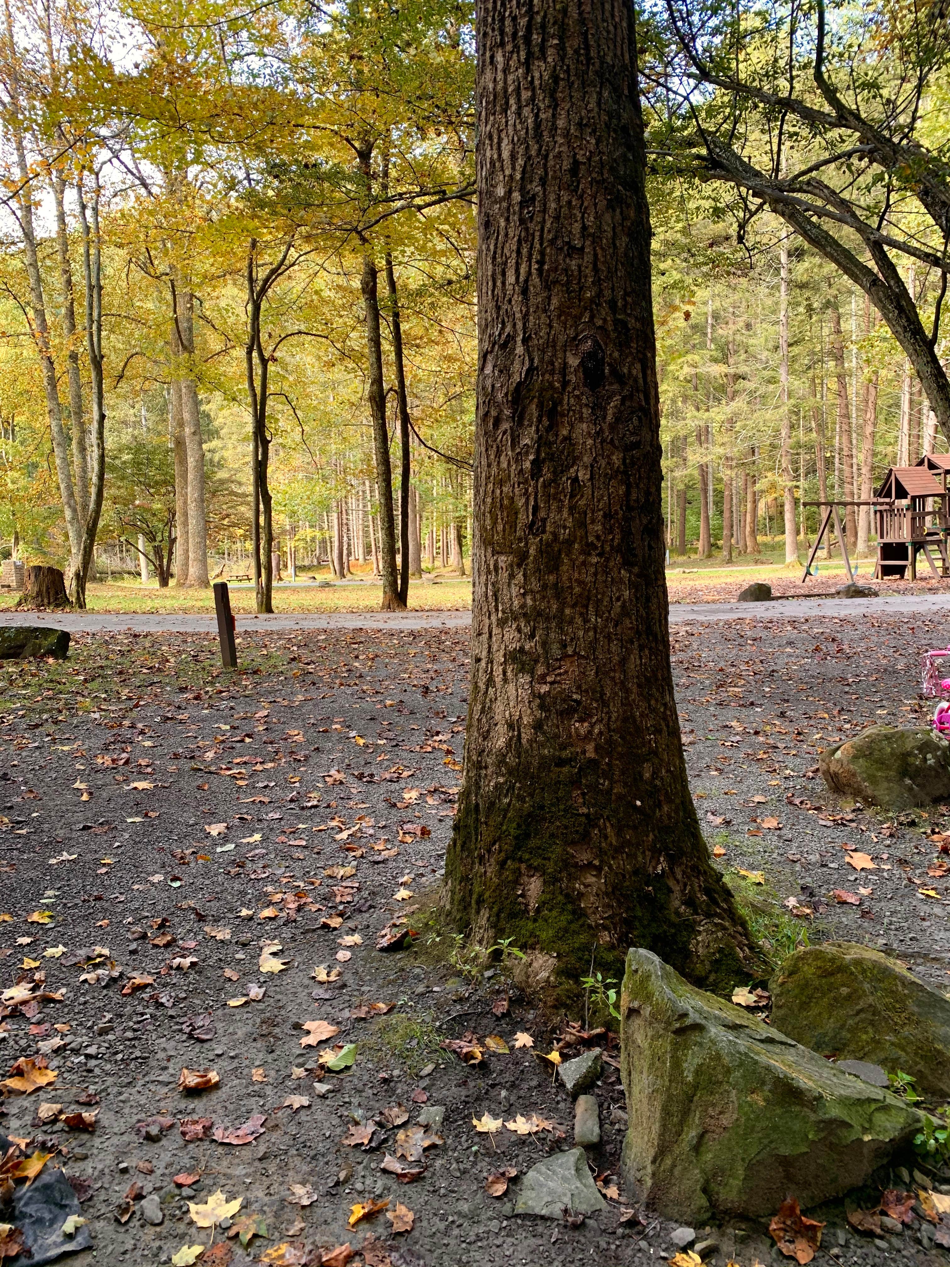 Camper submitted image from Holly River State Park Campground - 5
