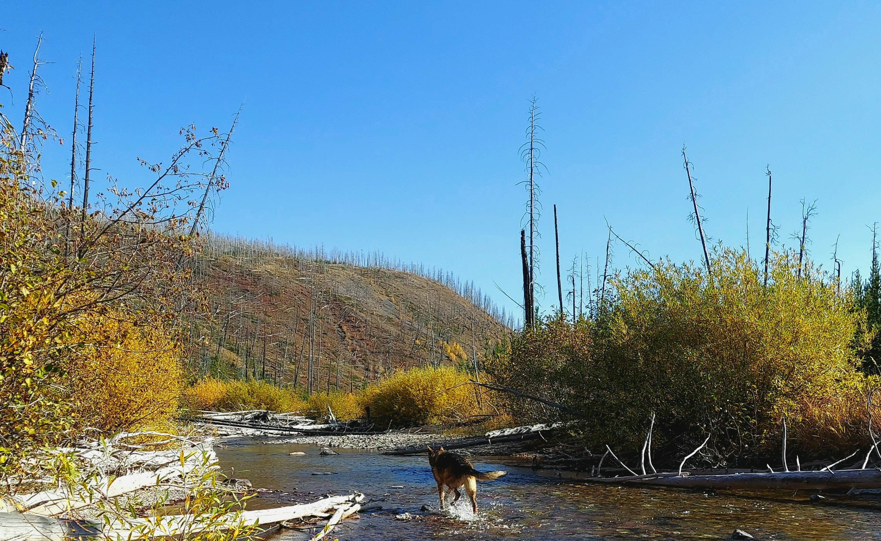Camper-submitted photo at Copper Creek Campground near Augusta, MT