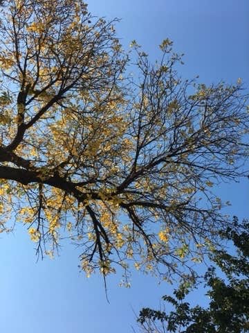 Camper submitted image from Riverside (KS) - 4