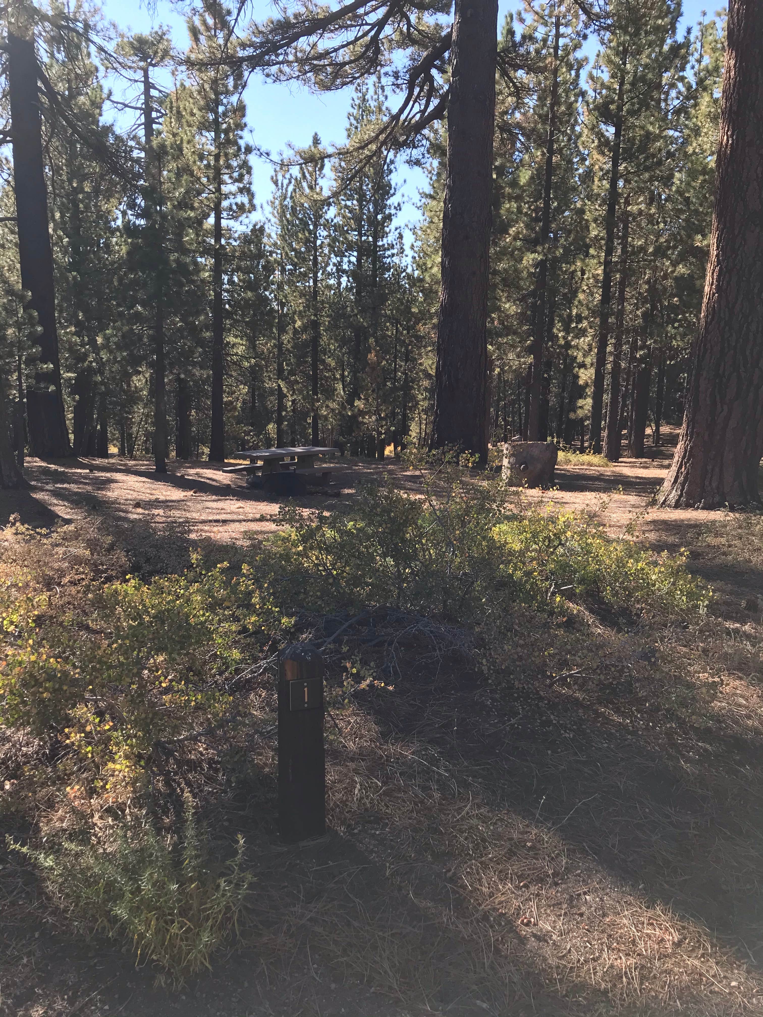 Camper-submitted photo at Chula Vista Campground at Mt. Pinos near Frazier Park, CA