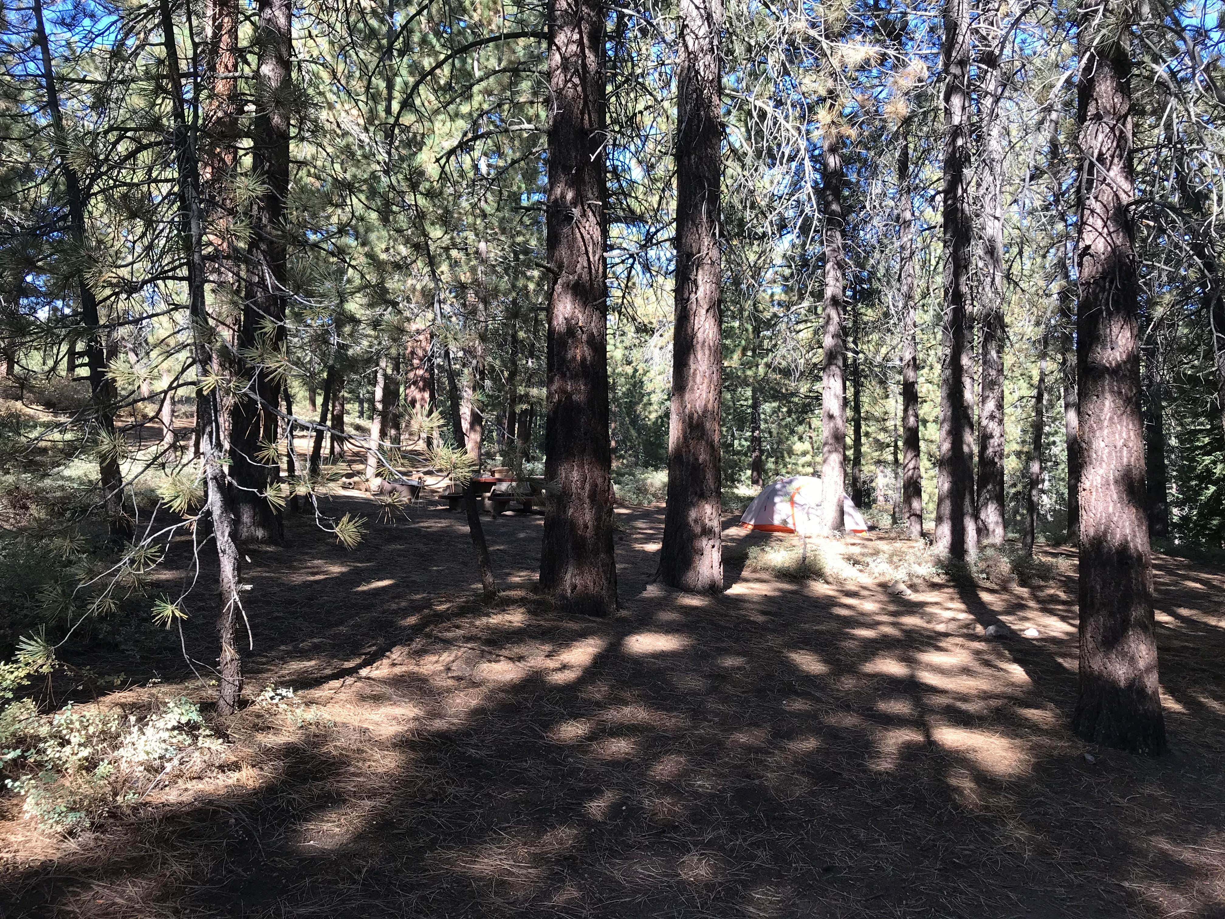 John B.'s photo at Chula Vista Campground at Mt. Pinos near Taft, CA