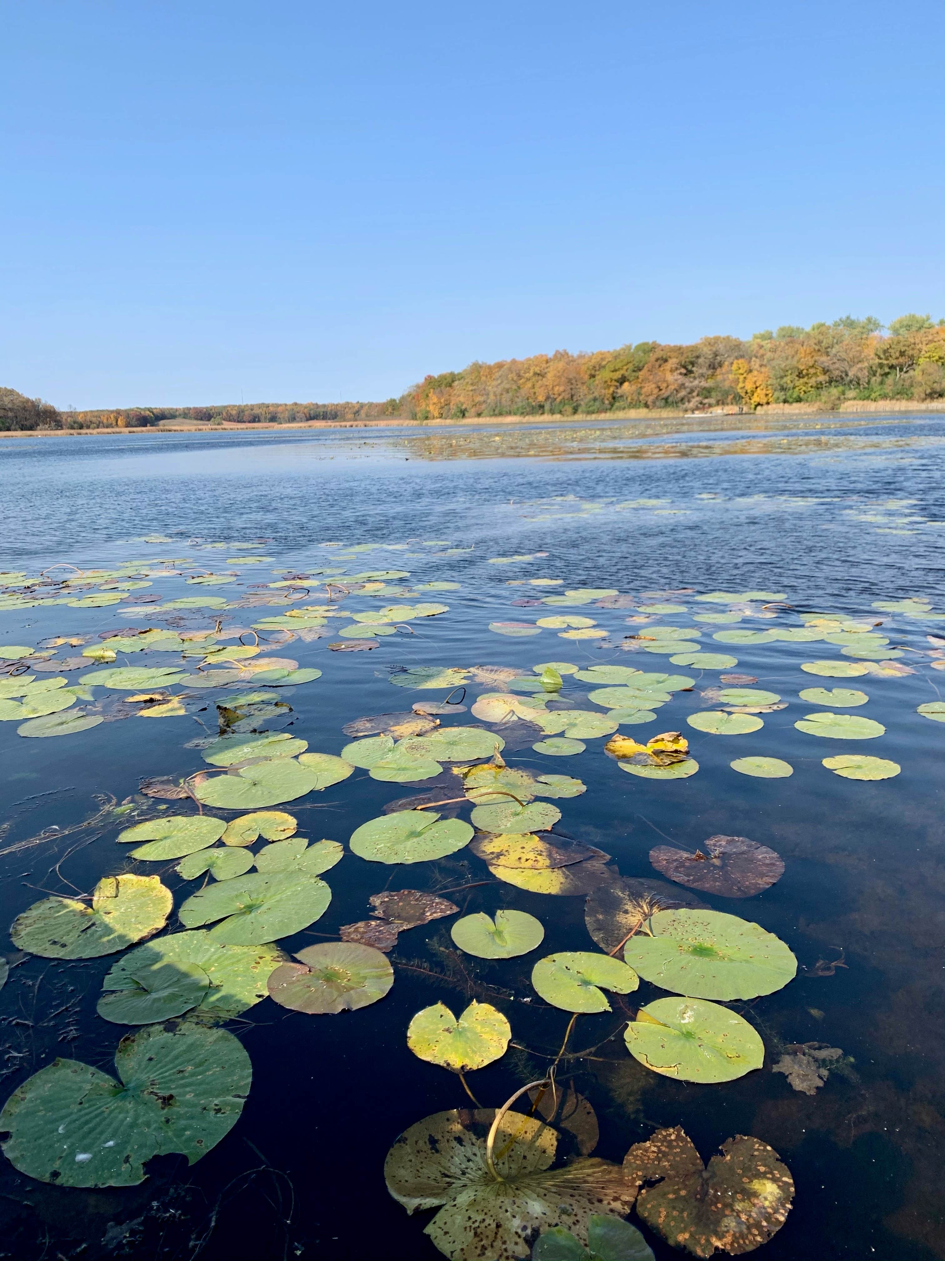 Camper-submitted photo at Honeysuckle Hollow — Chain O' Lakes State Park near Palatine, IL