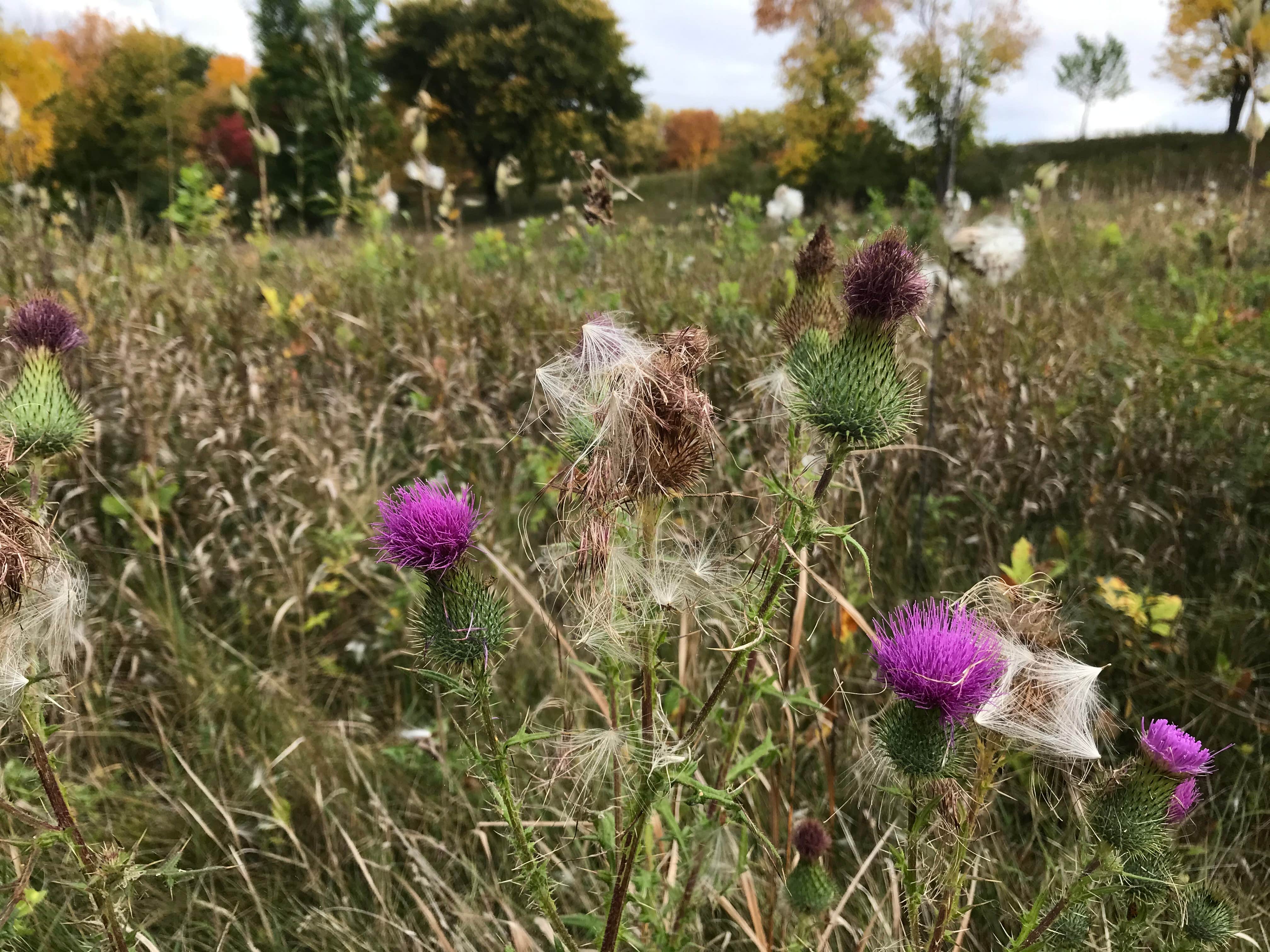 Camper-submitted photo at Big Stone Lake State Park Campground near Corona, SD
