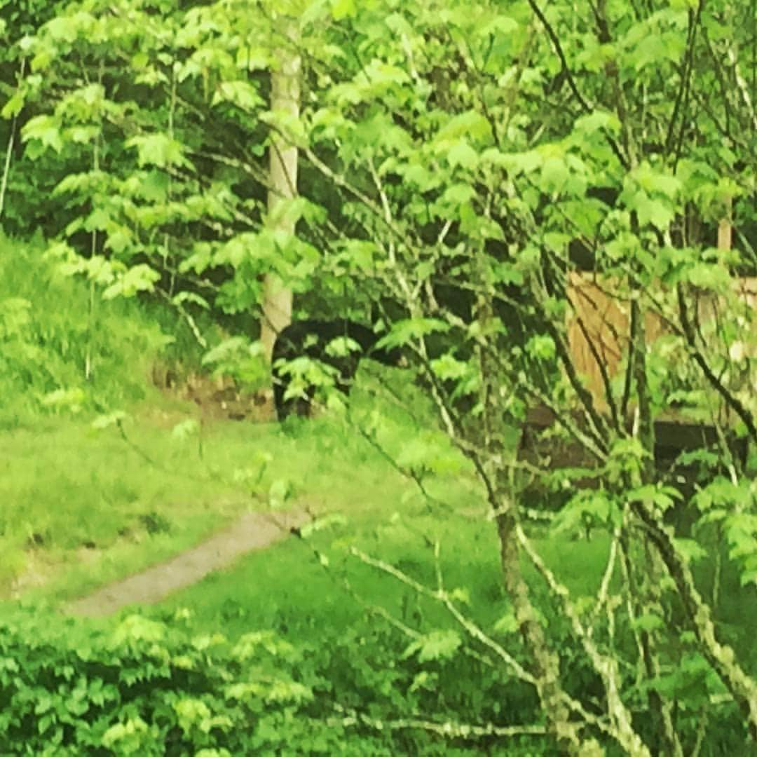 Camper submitted image from Tricorner Knob Shelter — Great Smoky Mountains National Park - 2