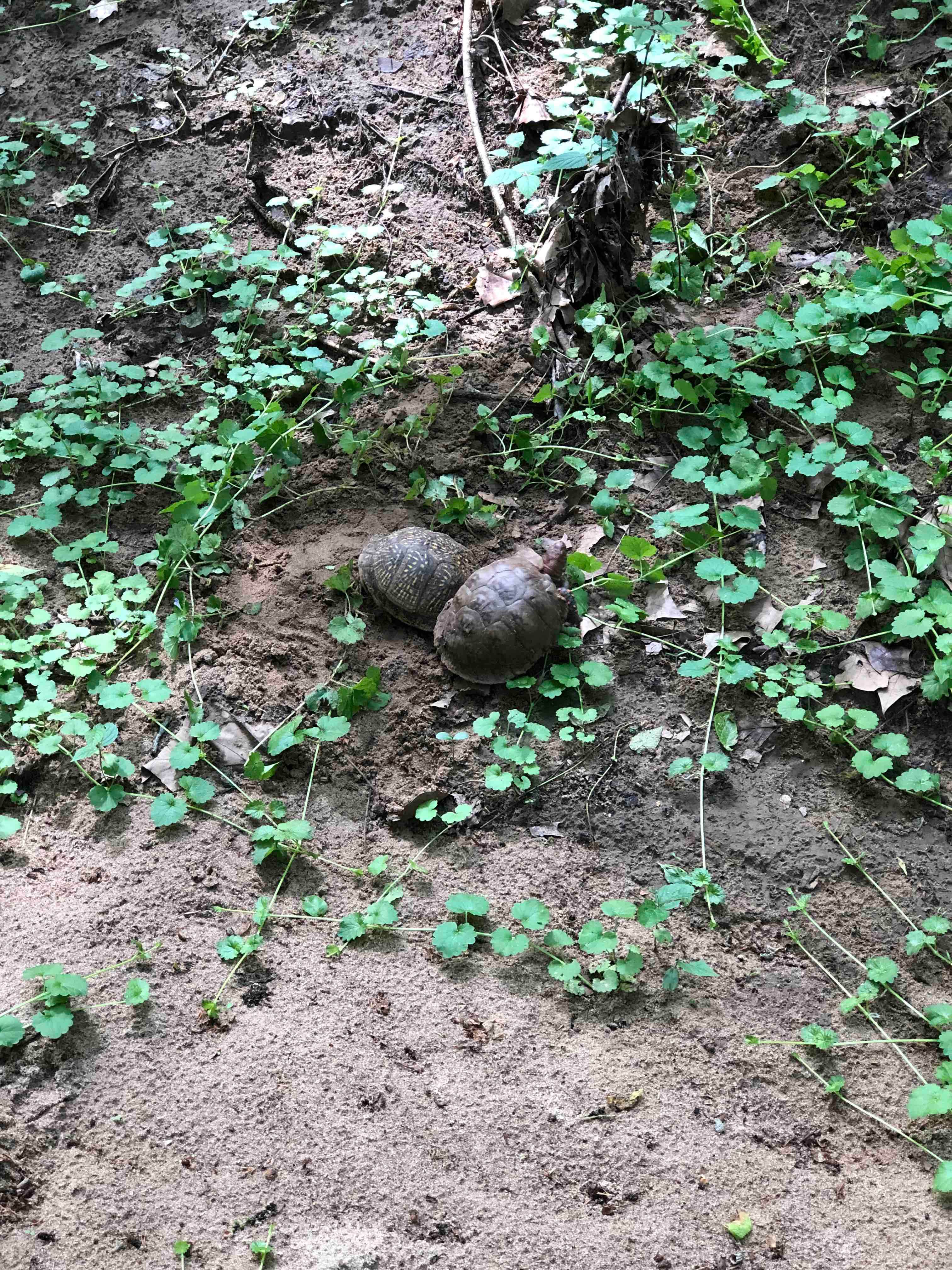 Camper-submitted photo at St. Francois State Park Campground near Imperial, MO