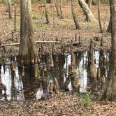 Review photo of Colleton State Park Campground by Tricia H., May 20, 2018