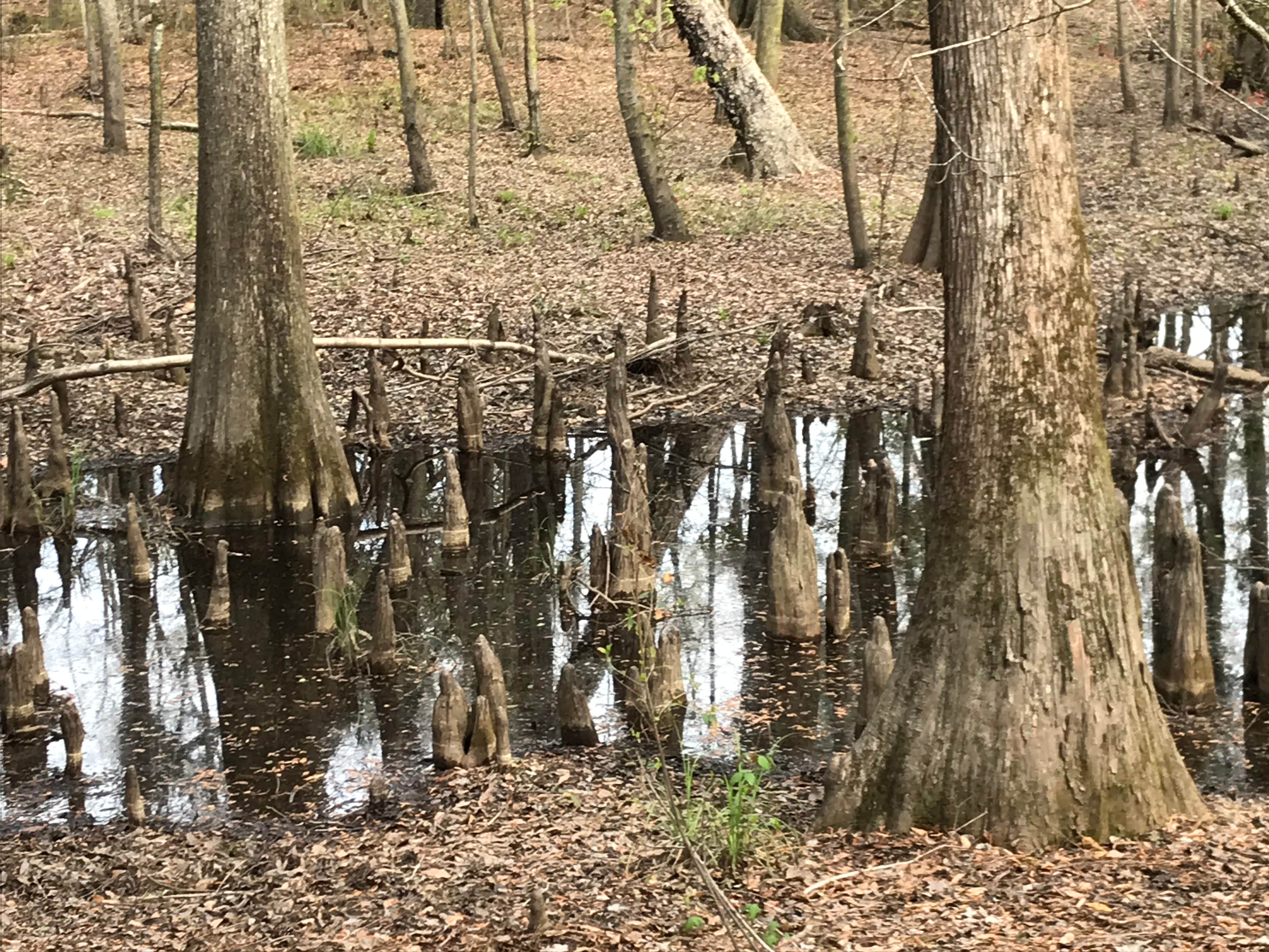 Camper submitted image from Colleton State Park Campground - 5