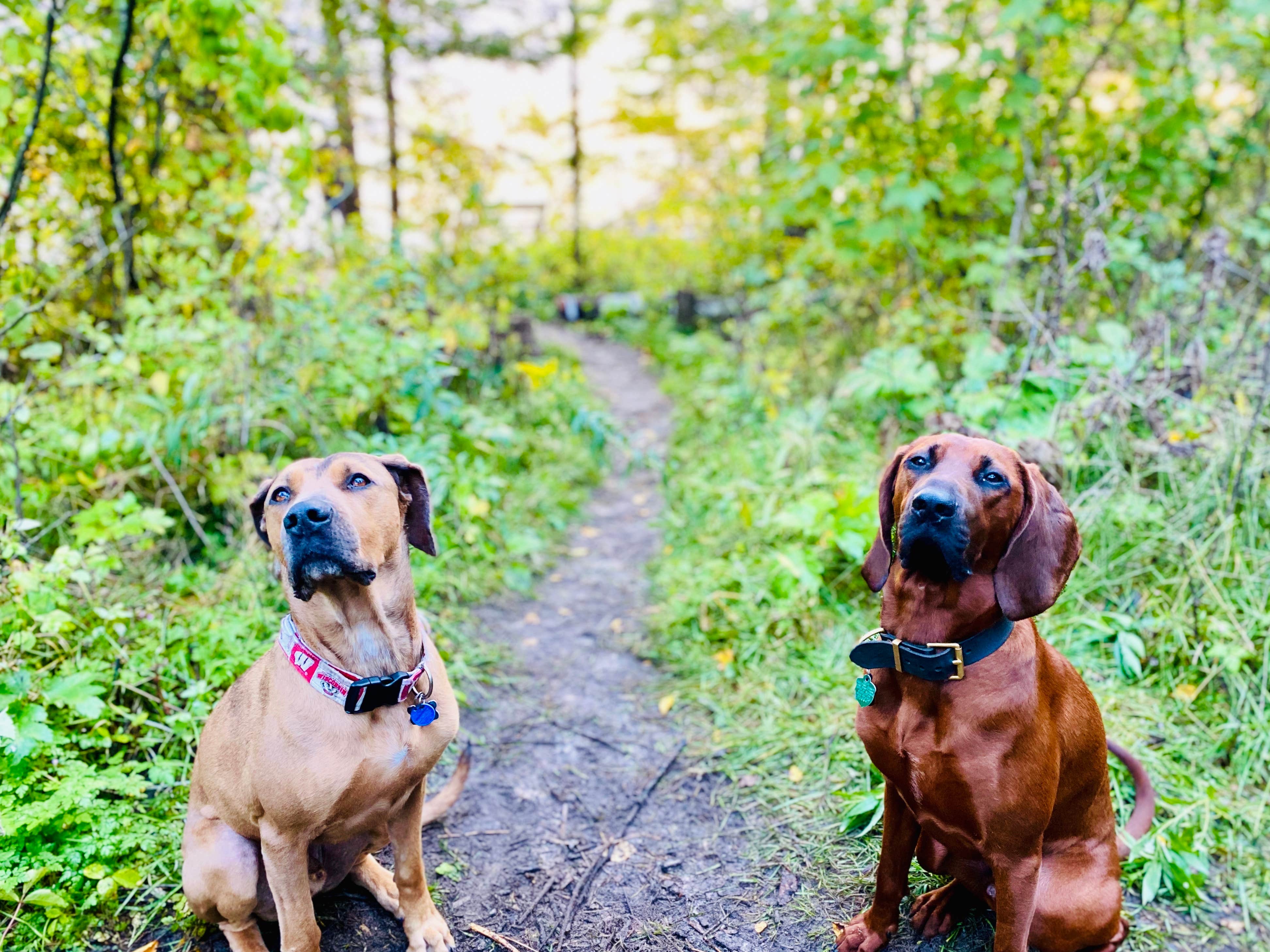 Mary G.'s photo of camping with pets at Newport State Park Campground near Ellison Bay, WI