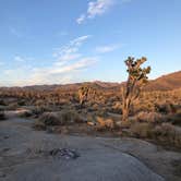 Review photo of Mojave Cross Dispersed — Mojave National Preserve by Elizabeth , October 12, 2020