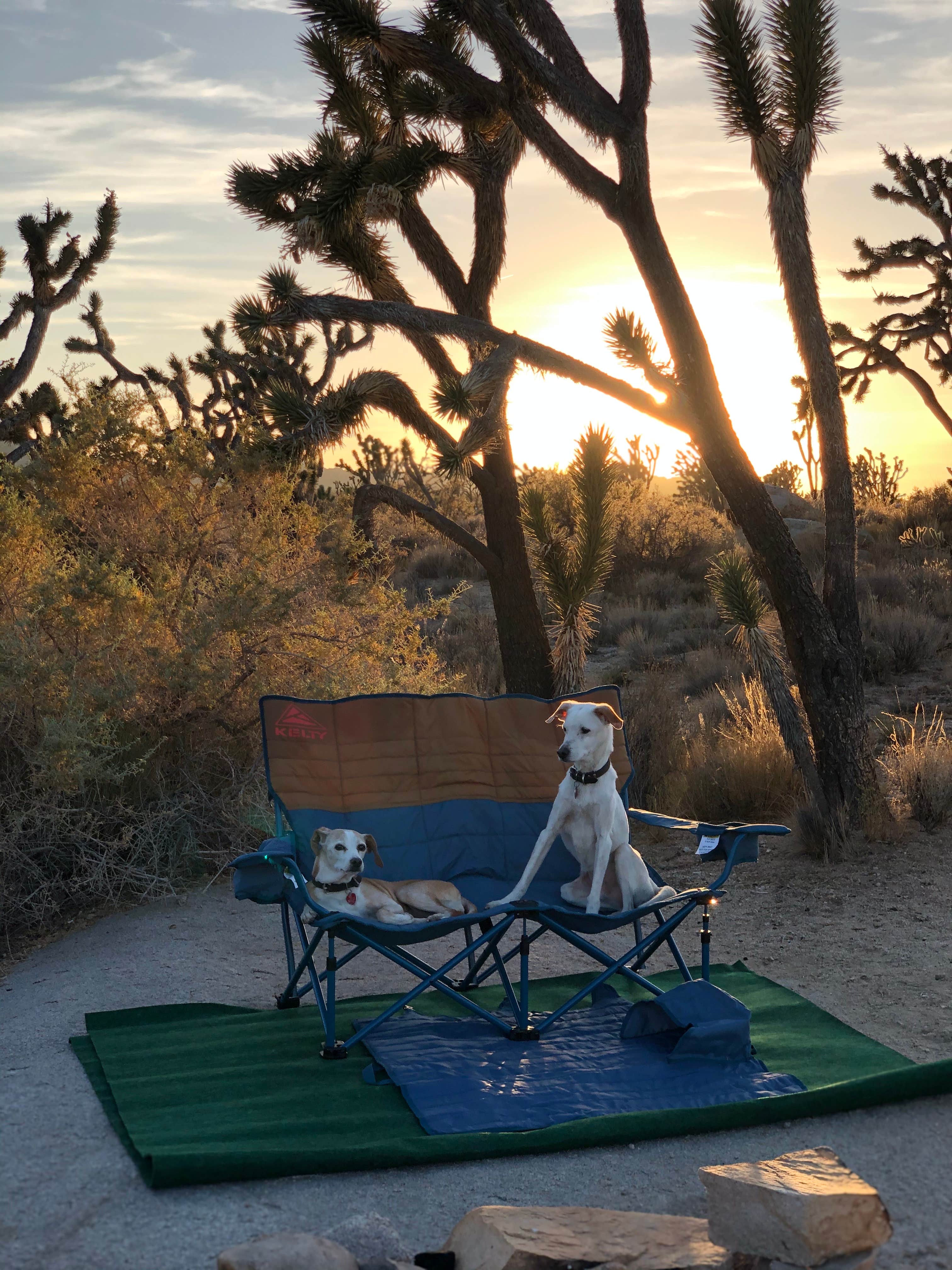 Elizabeth's photo of camping with pets at Mojave Cross Dispersed — Mojave National Preserve near Searchlight, NV