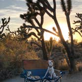 Review photo of Mojave Cross Dispersed — Mojave National Preserve by Elizabeth , October 12, 2020