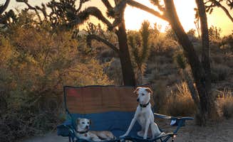 Elizabeth's photo of camping with pets at Mojave Cross Dispersed — Mojave National Preserve near Cima, CA