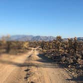 Review photo of Mojave Cross Dispersed — Mojave National Preserve by Elizabeth , October 12, 2020