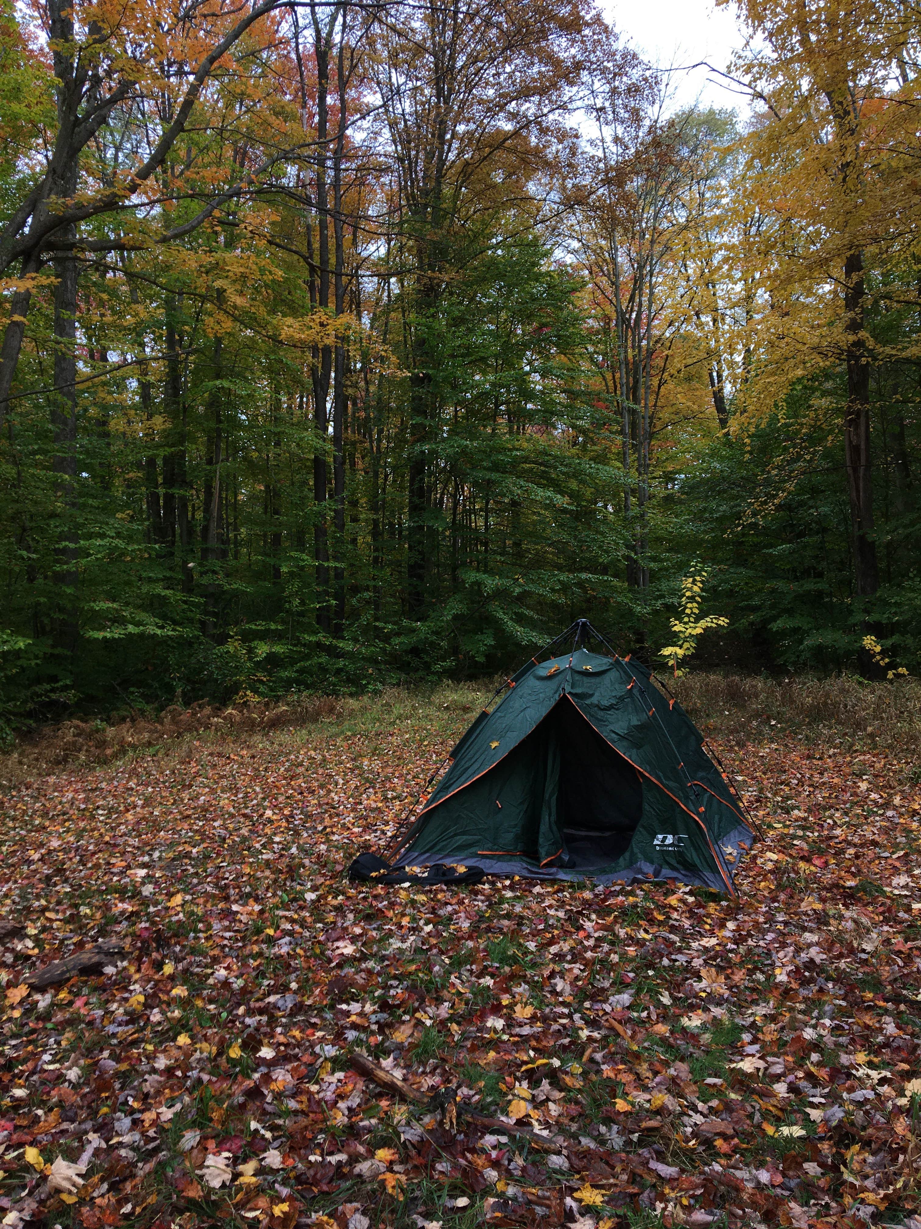 Camper submitted image from Loleta Road Dispersed Campsite - 5