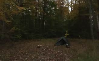 Caitlin's photo of a dispersed camping area at Loleta Road Dispersed Campsite near Marienville, PA