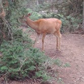 Review photo of Deer Park Campground — Olympic National Park by Meghan S., May 20, 2018