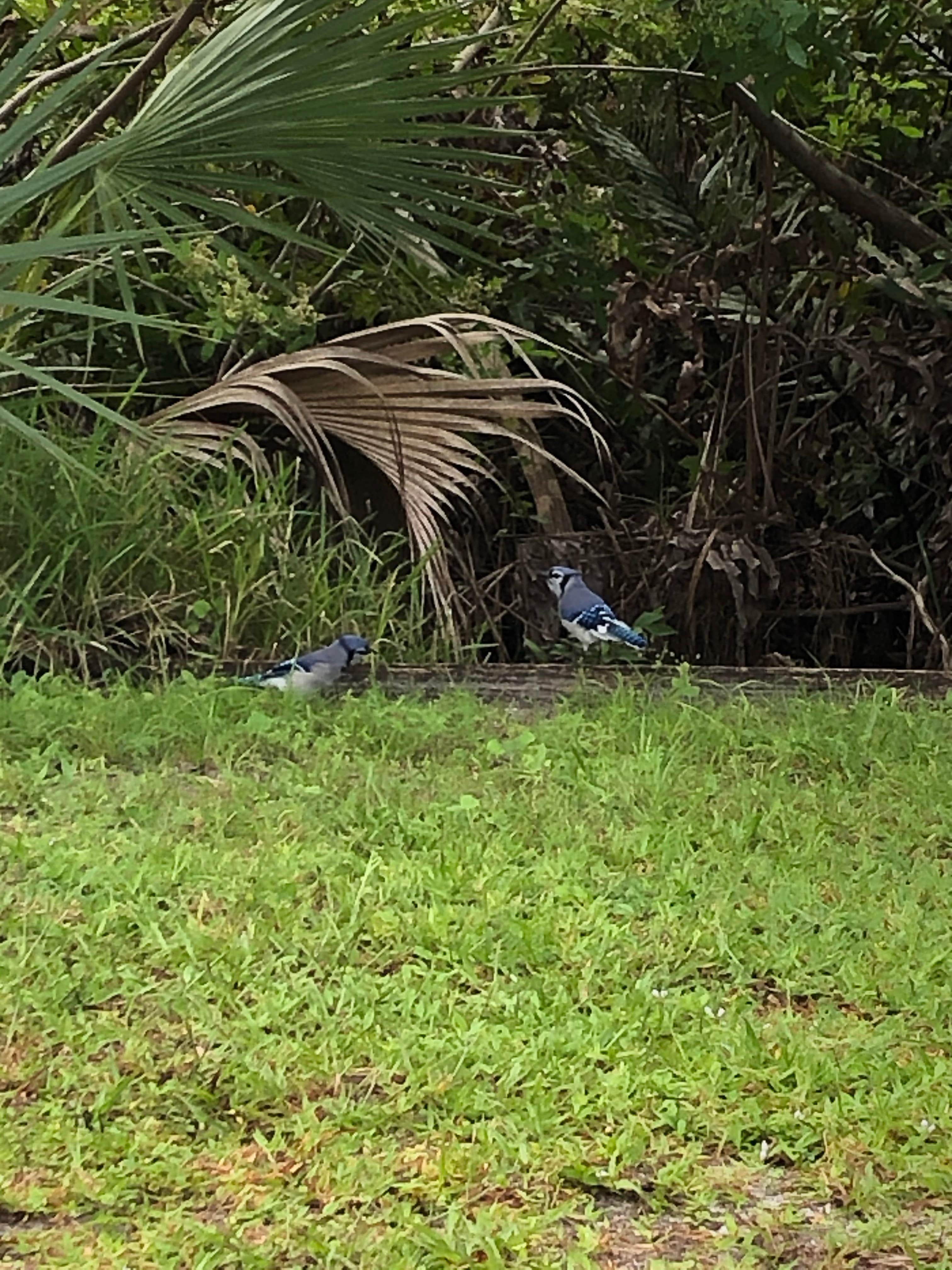 Camper submitted image from Myakka River RV Resort - 2