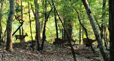 Lake Lanier Islands Resort Shoal Creek Campground
