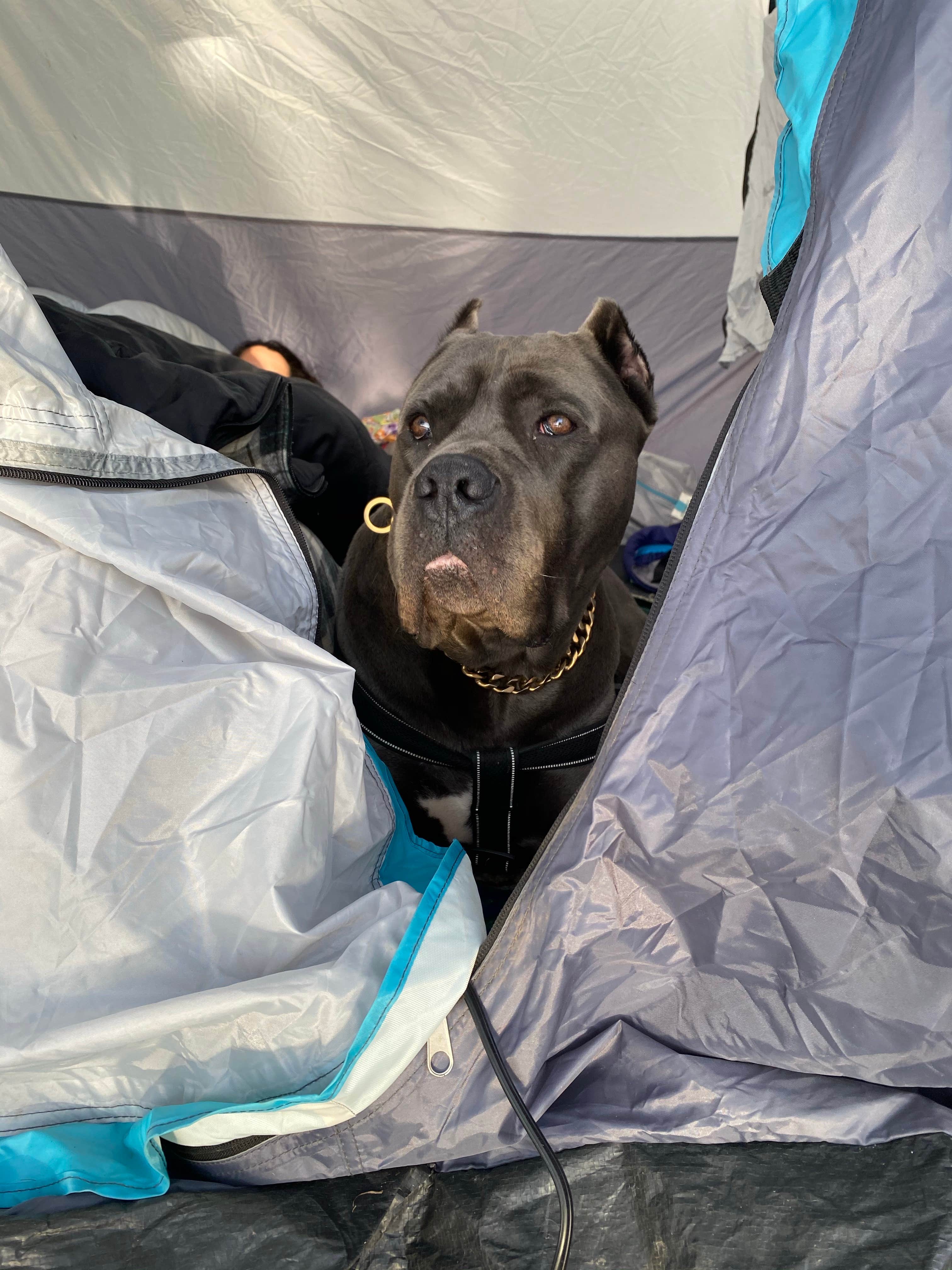 Lauren's photo of camping with pets at Porum Landing Campground near Eufaula Lake