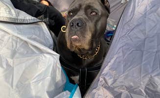Lauren's photo of camping with pets at Porum Landing Campground near Eufaula Lake