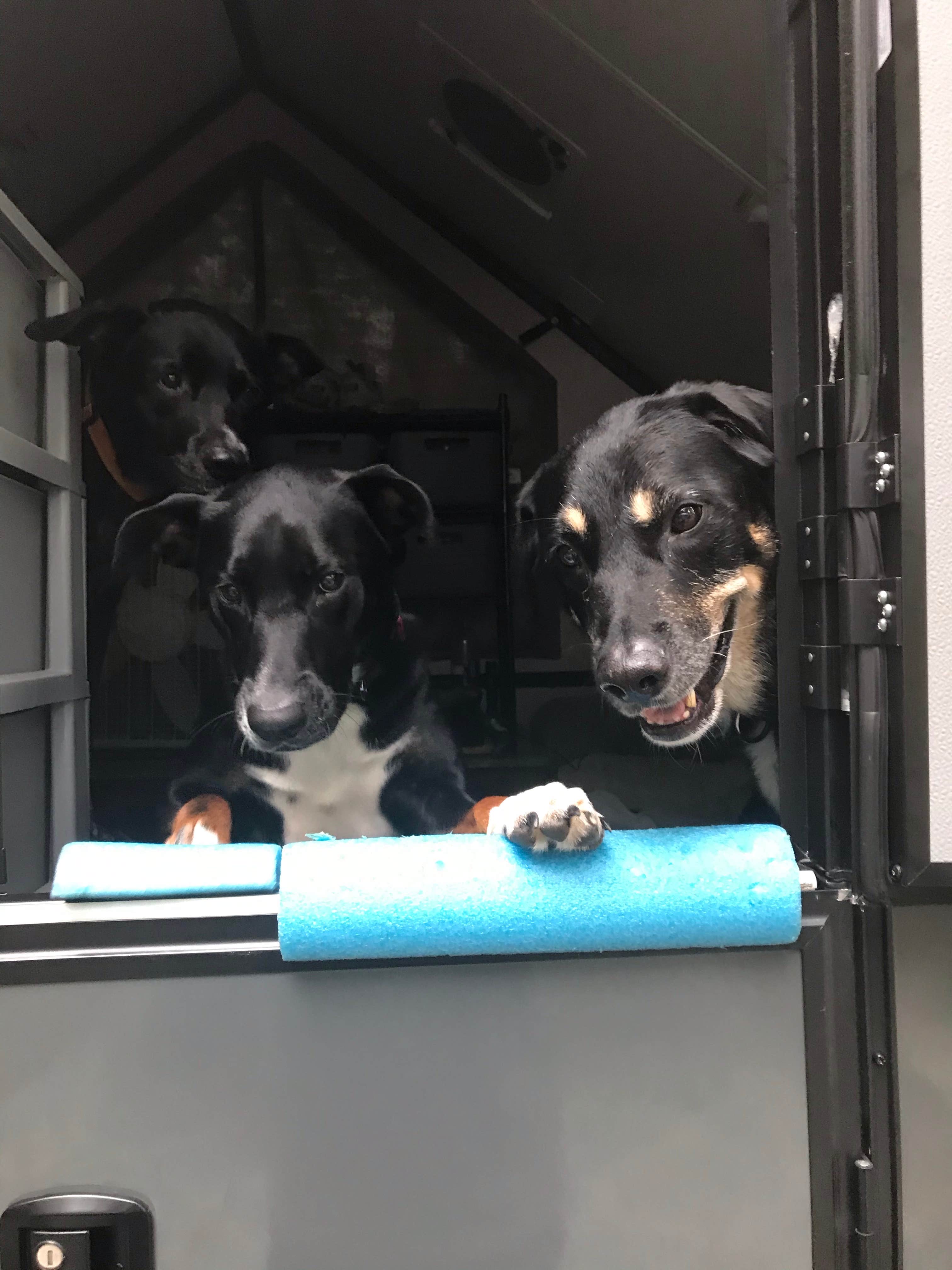 Shannon G.'s photo of camping with pets at Burr Oak State Park Campground near Vienna, WV