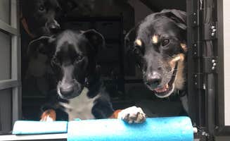 Shannon G.'s photo of camping with pets at Burr Oak State Park Campground near Nelsonville, OH