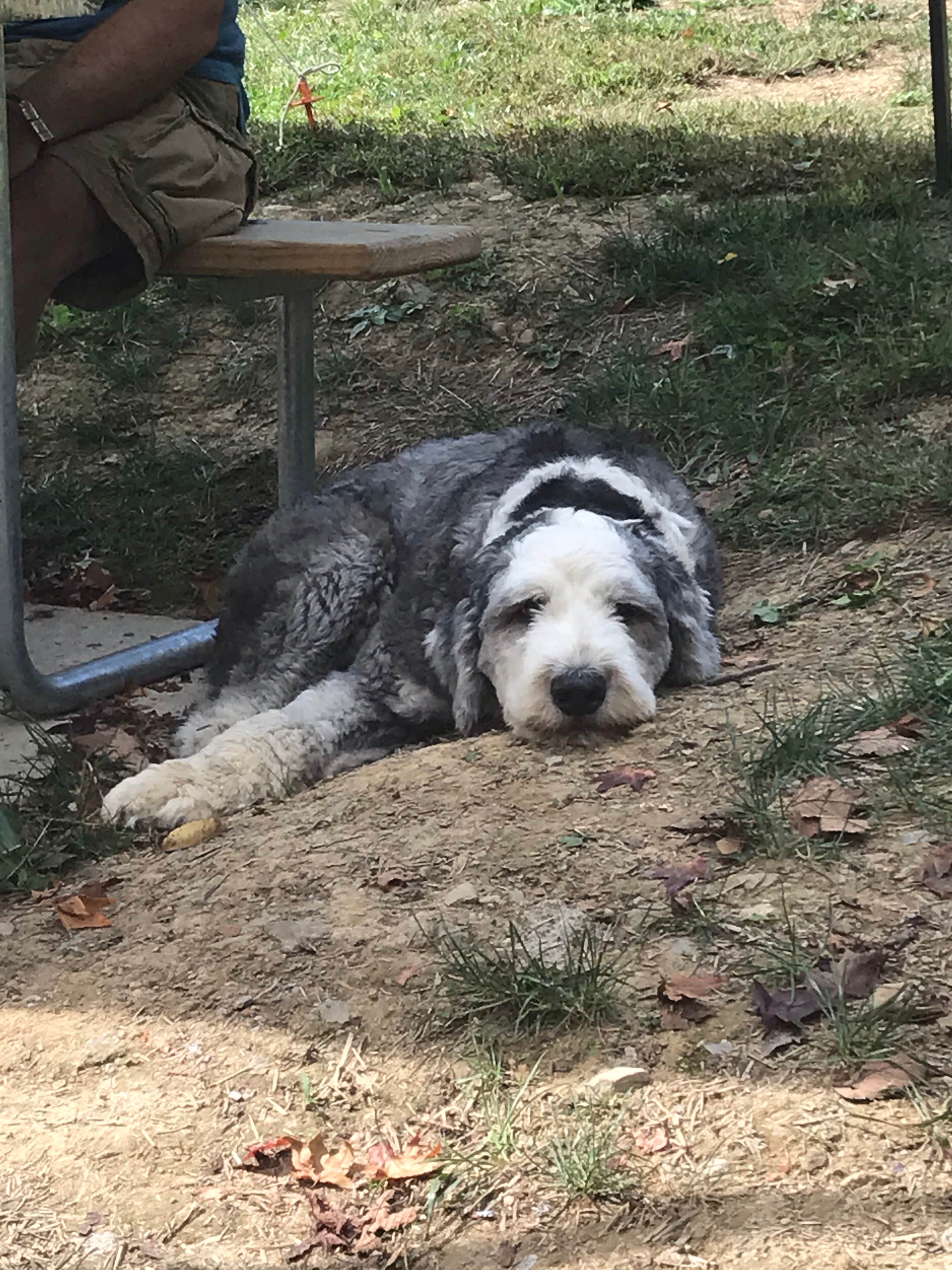 Shannon G.'s photo of camping with pets at Burr Oak State Park Campground near Cumberland, OH