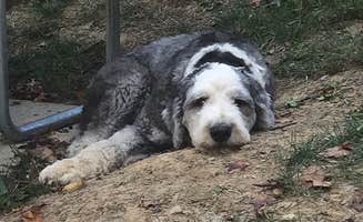 Shannon G.'s photo of camping with pets at Burr Oak State Park Campground near Nelsonville, OH