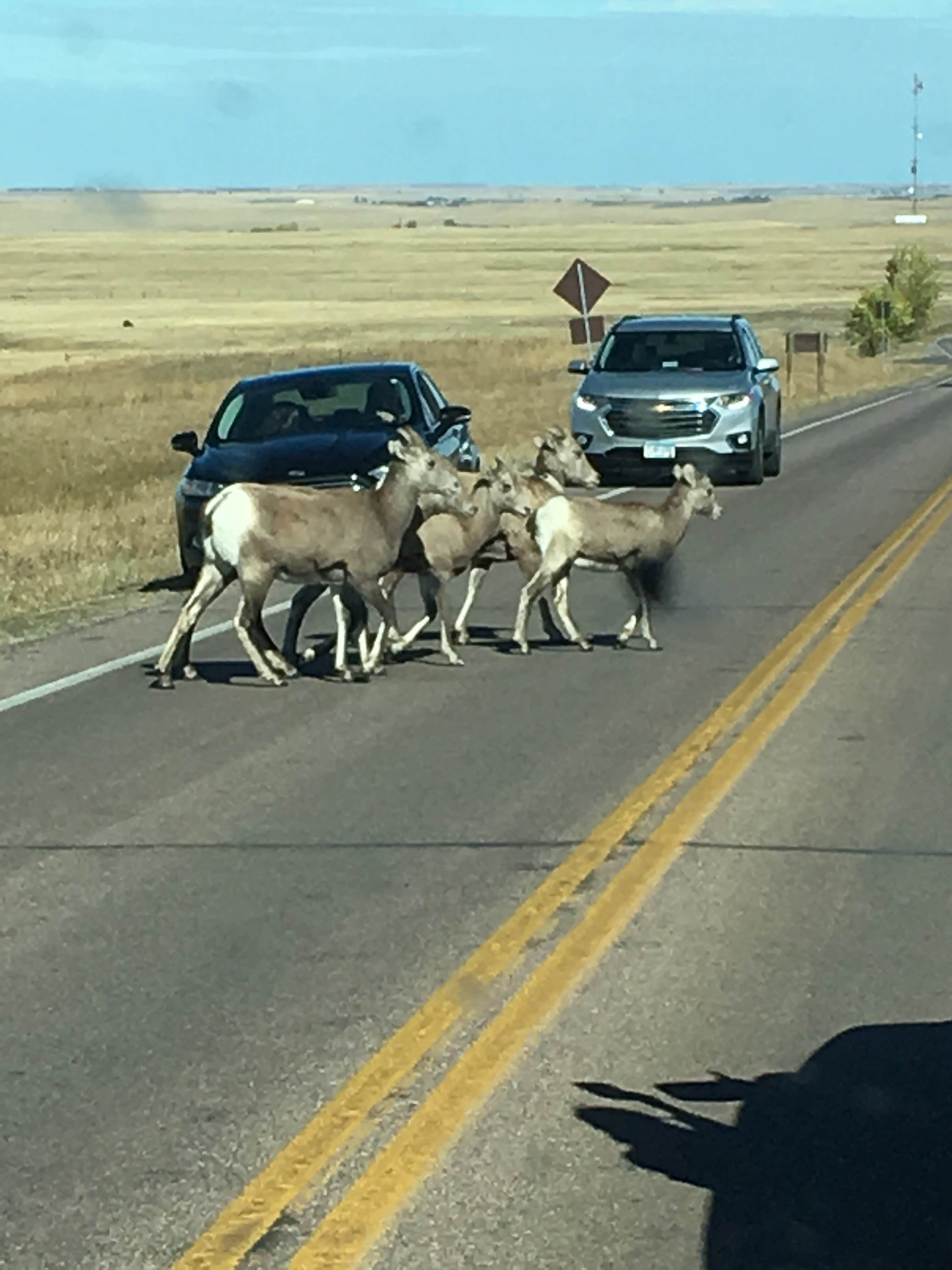 Caleb C.'s photo of camping with pets at Badlands Hotel & Campground near Interior, SD