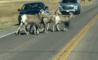 Caleb C.'s photo of camping with pets at Badlands Hotel & Campground near Badlands National Park