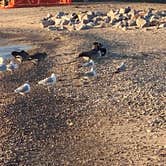 Review photo of Adeline Jay-Geo Karis Illinois Beach State Park by Kathleen D., October 12, 2020