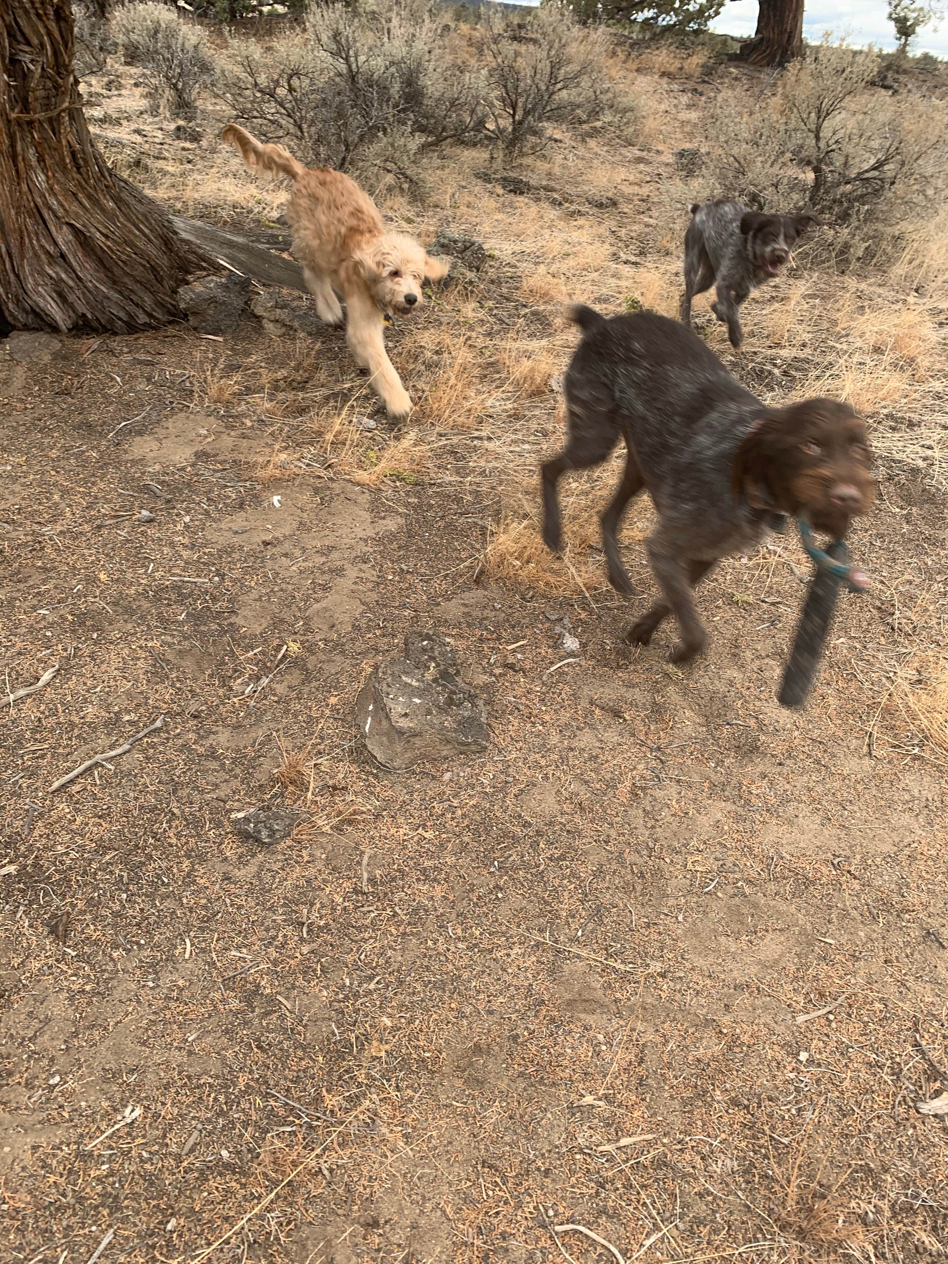 Camper-submitted photo at Oregon Badlands Dispersed near Brothers, OR