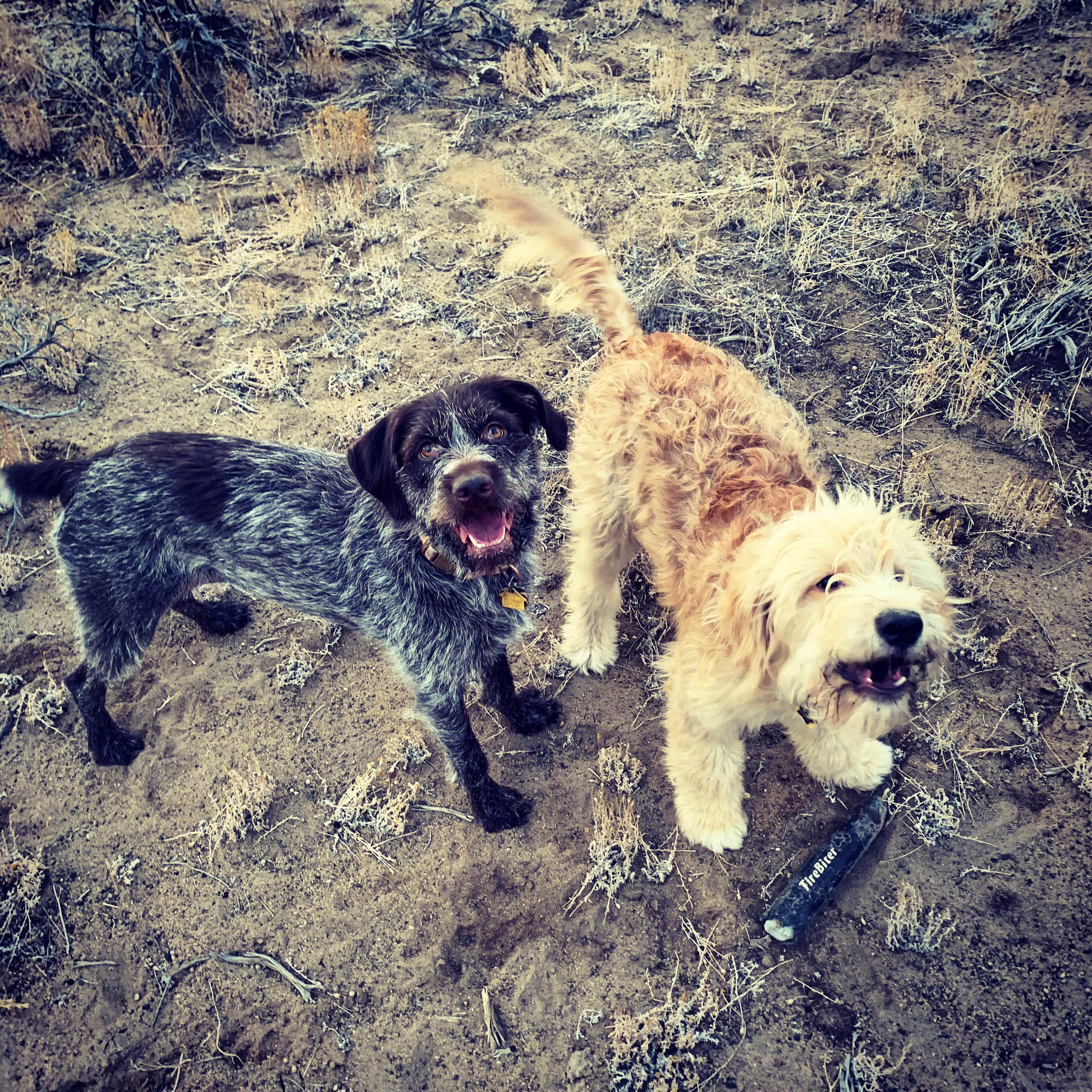 Jennifer R.'s photo of camping with pets at Oregon Badlands Dispersed near Bend, OR