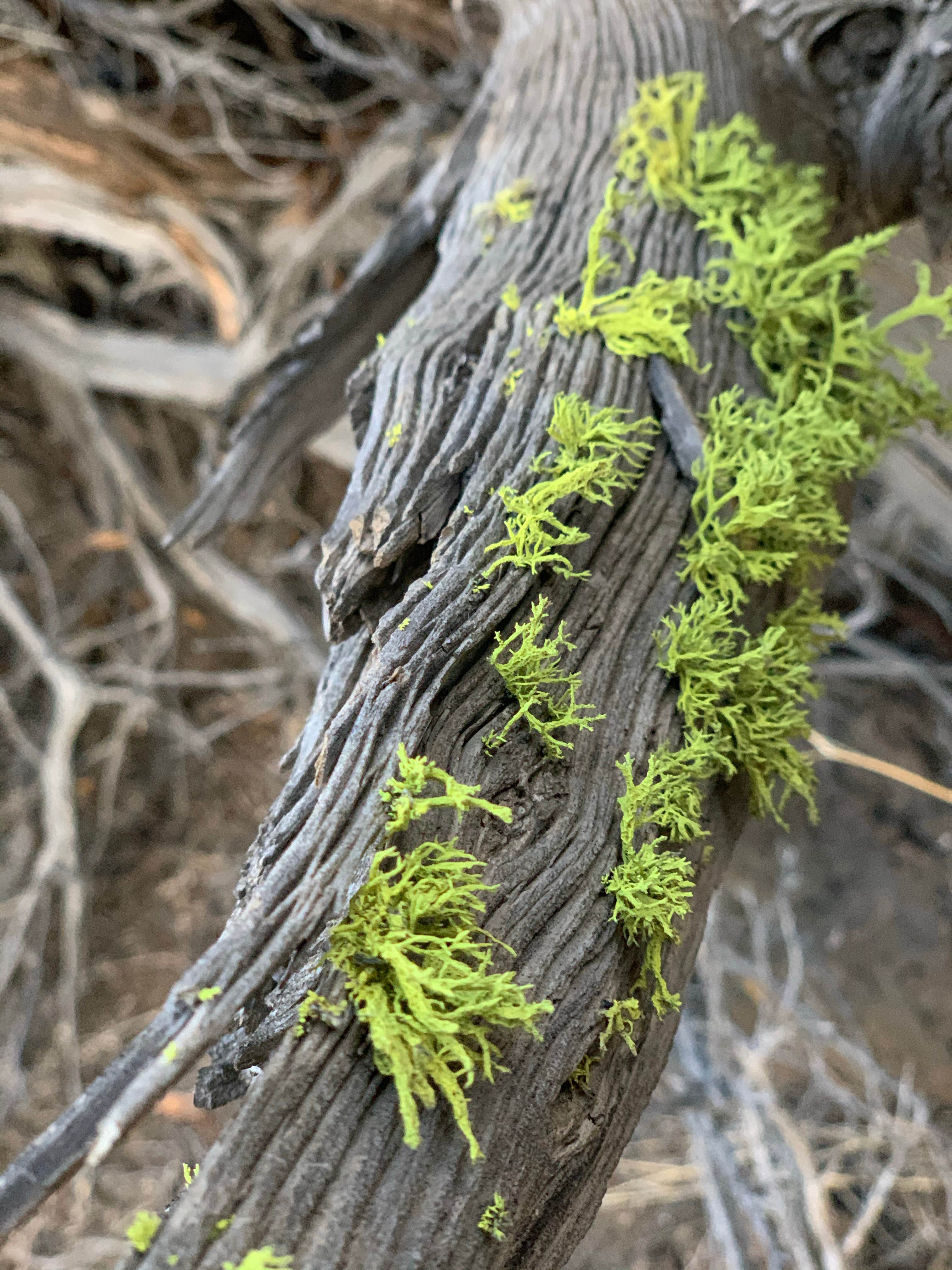 Oregon Badlands Dispersed