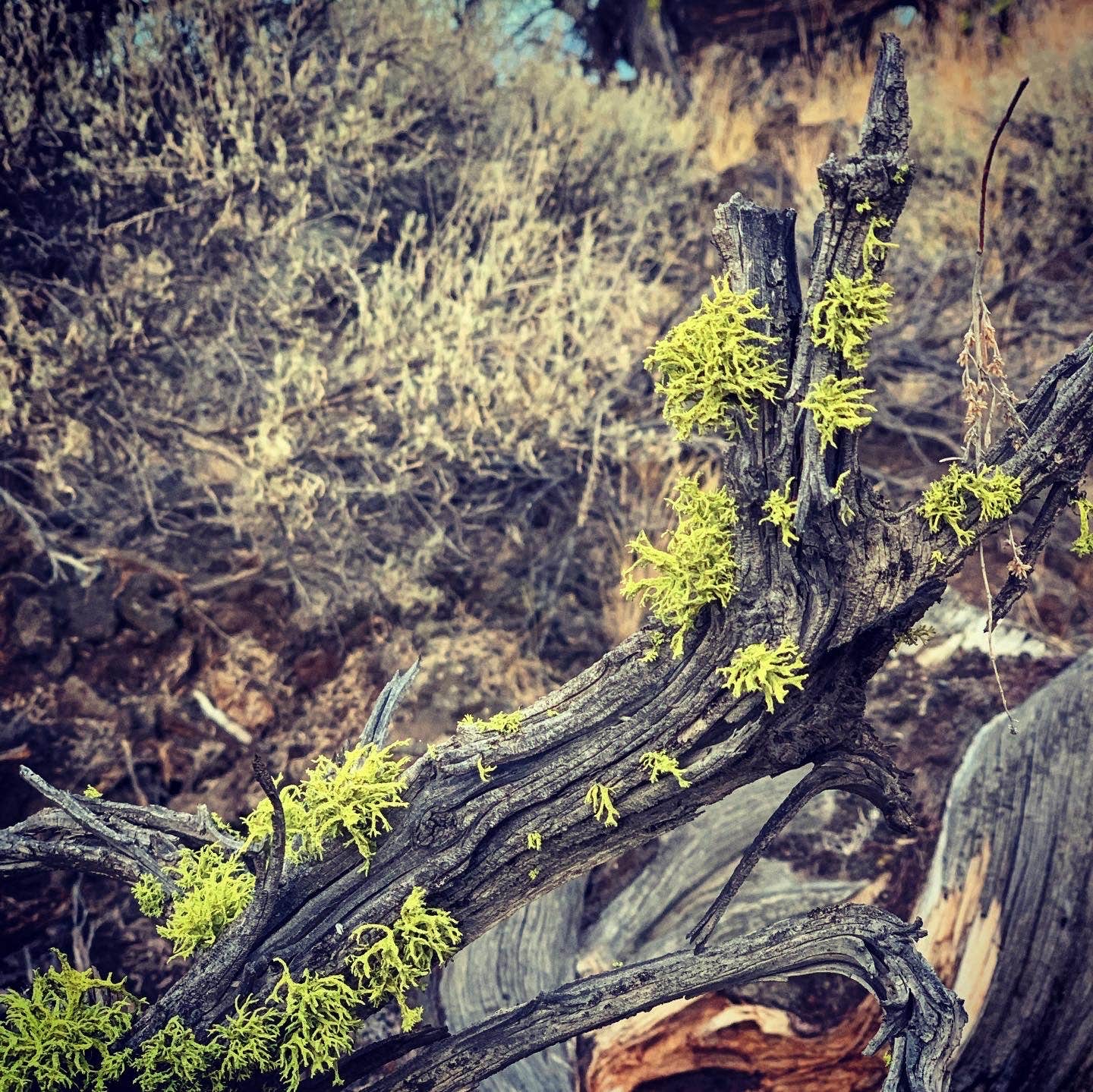 Oregon Badlands Dispersed