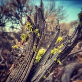 Review photo of Oregon Badlands Dispersed by Jennifer R., October 12, 2020