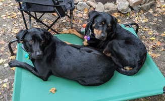 Julie's photo of camping with pets at Secluded Acres Campground near Narrowsburg, NY