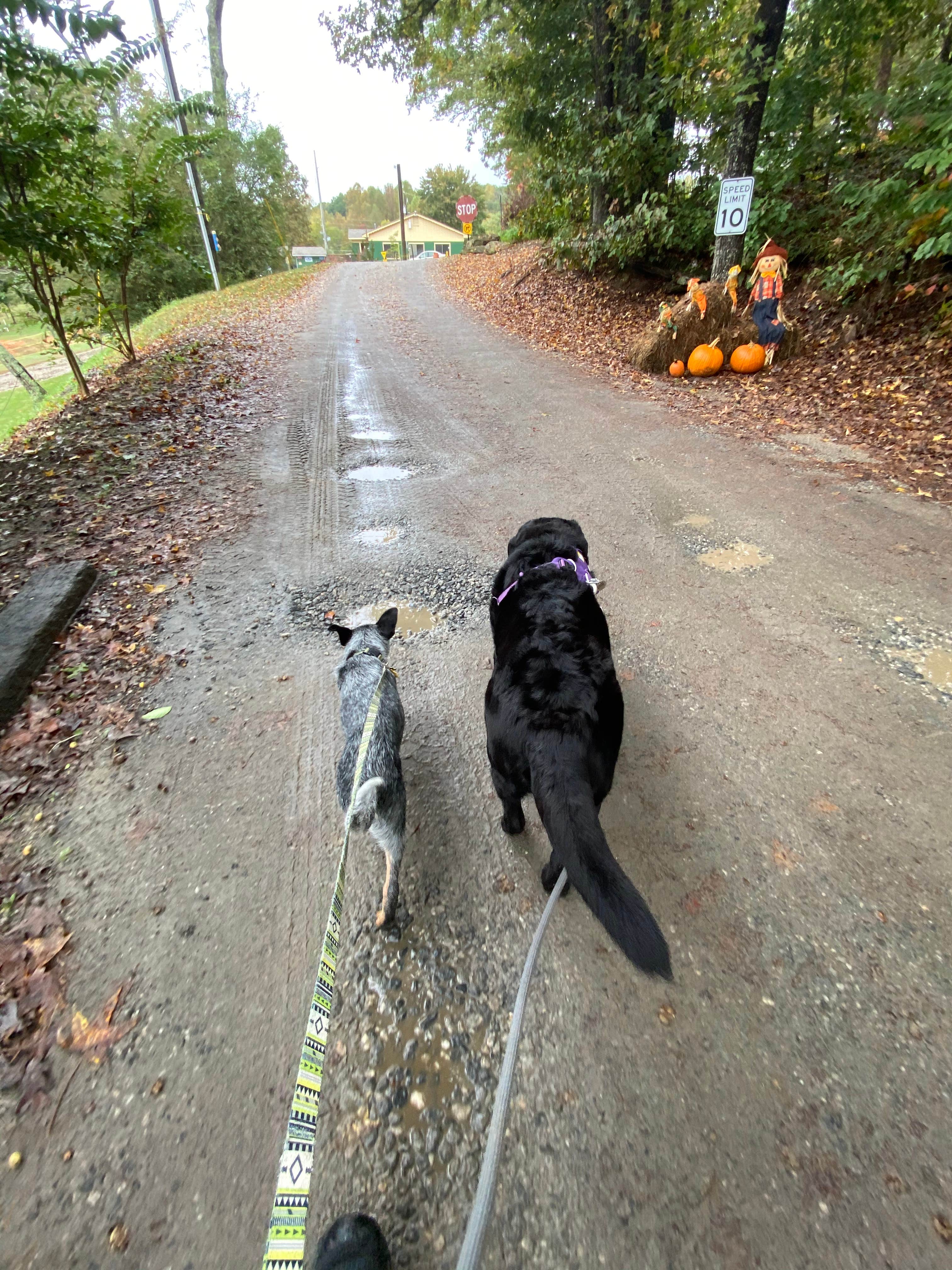 Andrea F.'s photo of camping with pets at Yonah Mountain Campground near Helen, GA