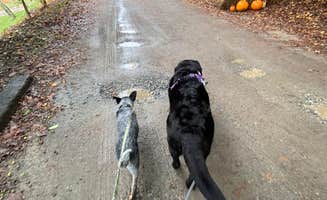 Andrea F.'s photo of camping with pets at Yonah Mountain Campground near Baldwin, GA