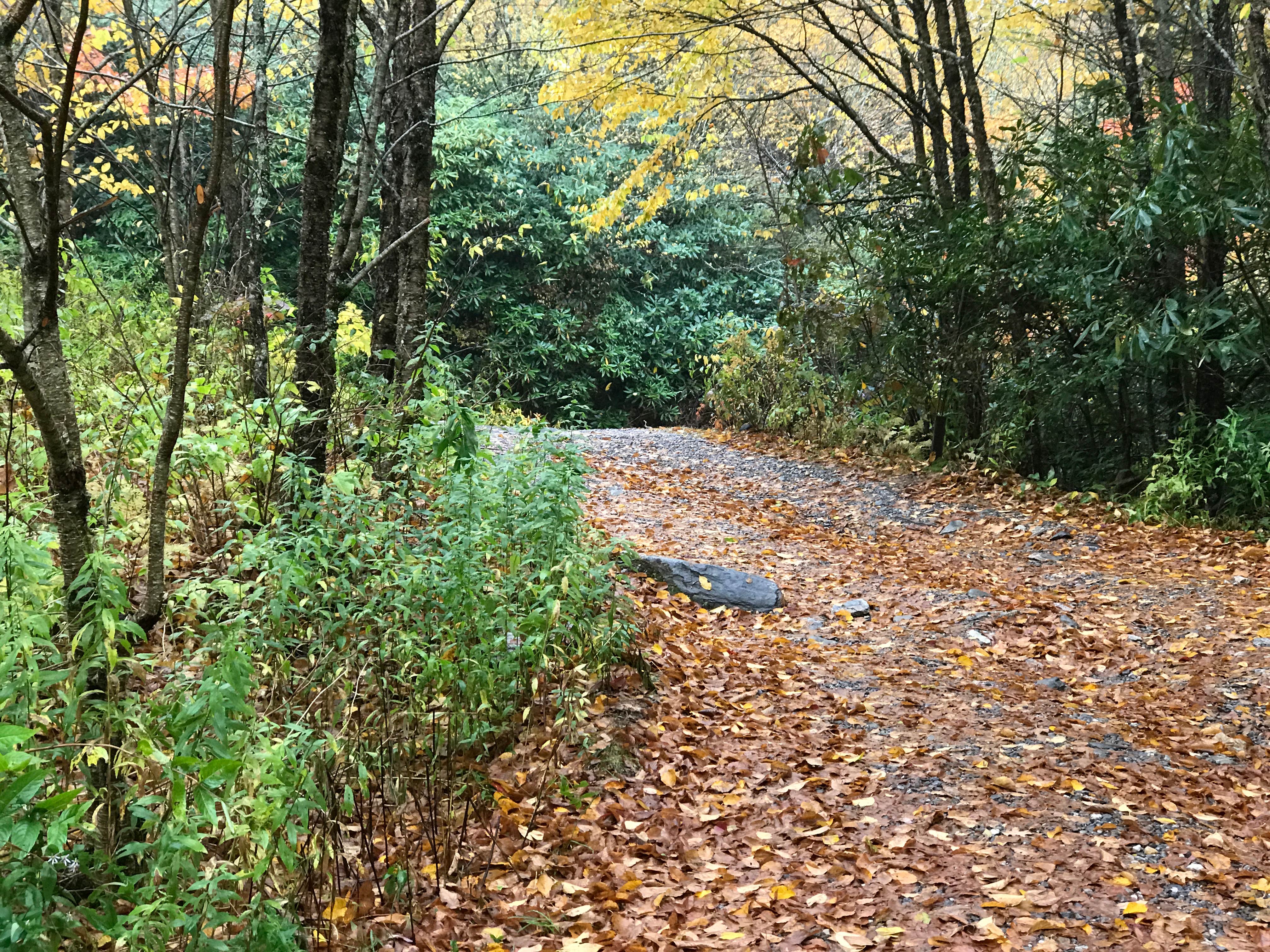 Blue Ridge Roadside Campsites