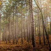 Review photo of Nordhouse Dunes Wilderness - Green Road by Bobbi Jo K., October 13, 2020